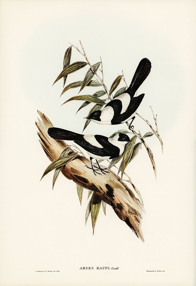 Kaup's Flycatcher (Arses Kaupi) illustrated by Elizabeth Gould (1804&ndash;1841) for John Gould&rsquo;s (1804-1881) Birds of…