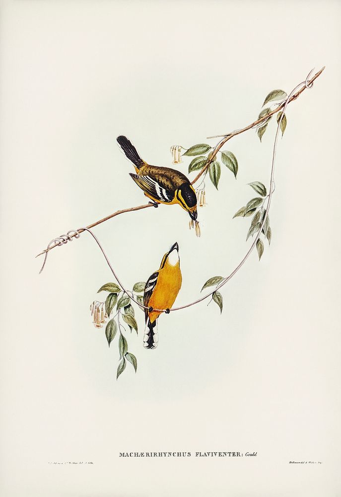 Yellow-breasted Flycatcher (Machaerirhynchus flaviventer) illustrated by Elizabeth Gould (1804&ndash;1841) for John…