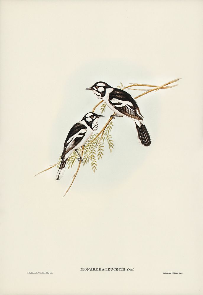 White-eared Flycatcher (Monarcha leucotis) illustrated by Elizabeth Gould (1804&ndash;1841) for John Gould&rsquo;s (1804…
