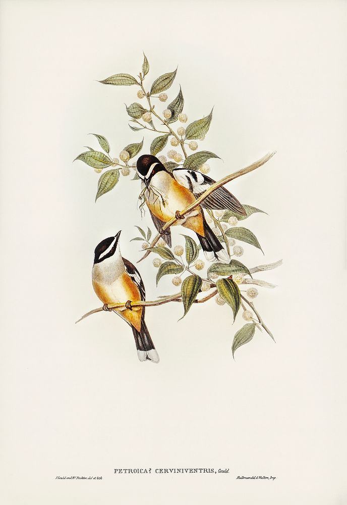 Buff-sided Robin (Petroica cerviniventris) illustrated by Elizabeth Gould (1804&ndash;1841) for John Gould&rsquo;s (1804…