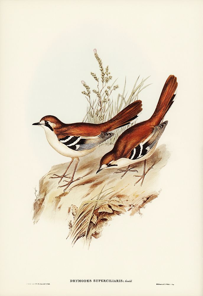 Eastern Scrub-Robin (Drymodes superciliaris) illustrated by Elizabeth Gould (1804&ndash;1841) for John Gould&rsquo;s (1804…