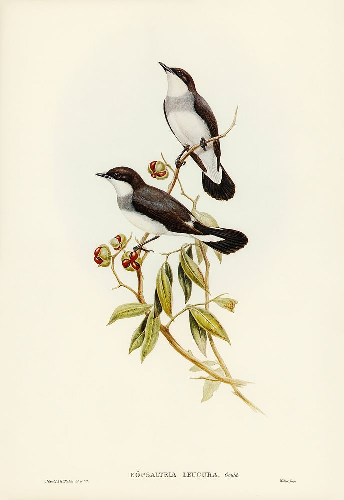 White-tailed Robin (Eopsaltria leucura) illustrated by Elizabeth Gould (1804&ndash;1841) for John Gould&rsquo;s (1804-1881)…