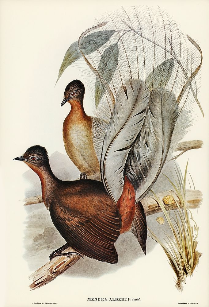 Albert Lyre-Bird (Menura Alberti) illustrated by Elizabeth Gould (1804&ndash;1841) for John Gould&rsquo;s (1804-1881) Birds…