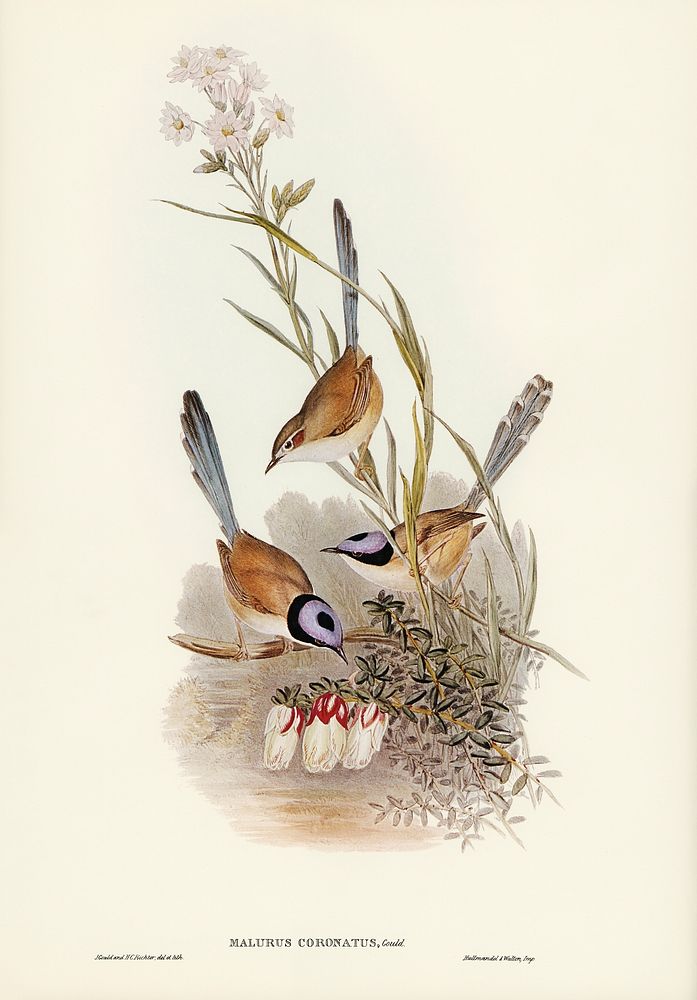 Crowned Wren (Malurus coronatus) illustrated by Elizabeth Gould (1804&ndash;1841) for John Gould&rsquo;s (1804-1881) Birds…