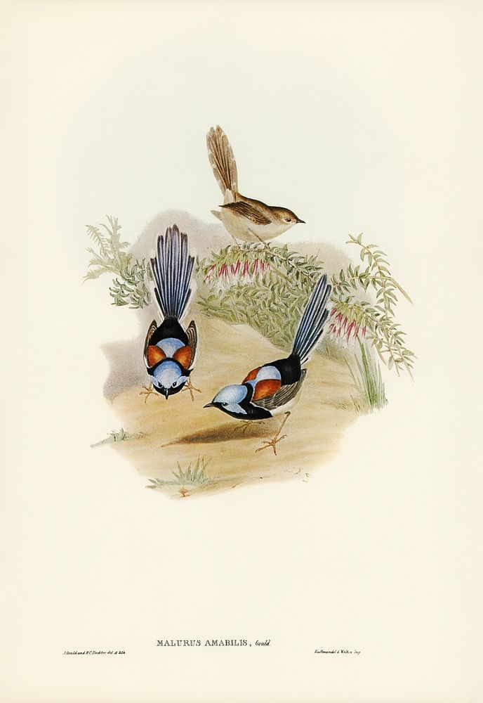 Lovely Wren (Malurus amabilis) illustrated by Elizabeth Gould (1804&ndash;1841) for John Gould&rsquo;s (1804-1881) Birds of…