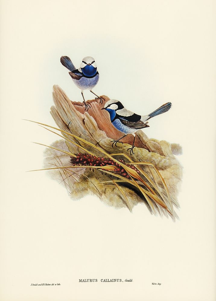 Turquoisine Superb Warbler (Malurus callainus) illustrated by Elizabeth Gould (1804&ndash;1841) for John Gould&rsquo;s (1804…