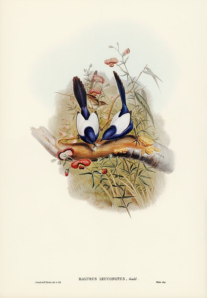 White-backed Superb Warbler (Malurus leuconotus) illustrated by Elizabeth Gould (1804&ndash;1841) for John Gould&rsquo;s…