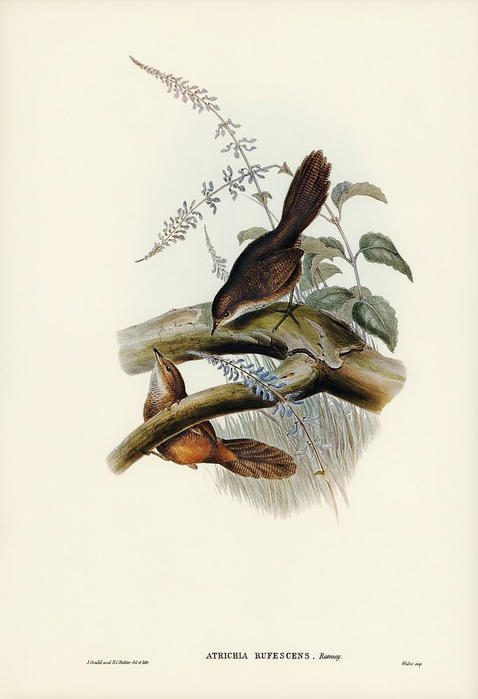 Rufescent Scrub-Bird (Atrichia rufescens) illustrated by Elizabeth Gould (1804&ndash;1841) for John Gould&rsquo;s (1804…