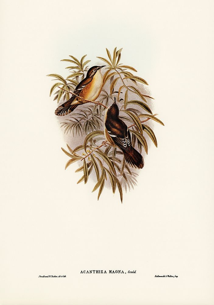 Great Acanthiza (Acanthiza magna) illustrated by Elizabeth Gould (1804&ndash;1841) for John Gould&rsquo;s (1804-1881) Birds…