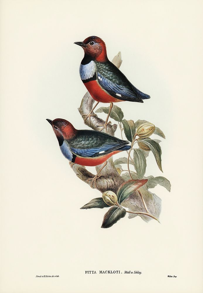 Macklot's Pitta (Pitta Mackloti) illustrated by Elizabeth Gould (1804&ndash;1841) for John Gould&rsquo;s (1804-1881) Birds…