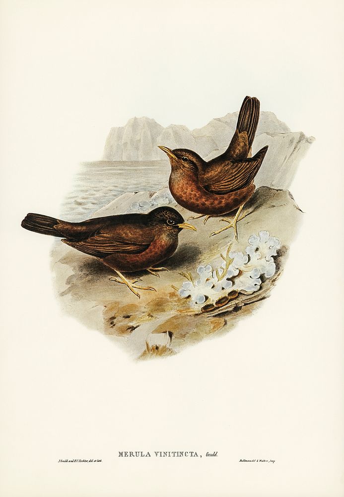 Vinous-tinted Blackbird (Merula vinitincta) illustrated by Elizabeth Gould (1804&ndash;1841) for John Gould&rsquo;s (1804…