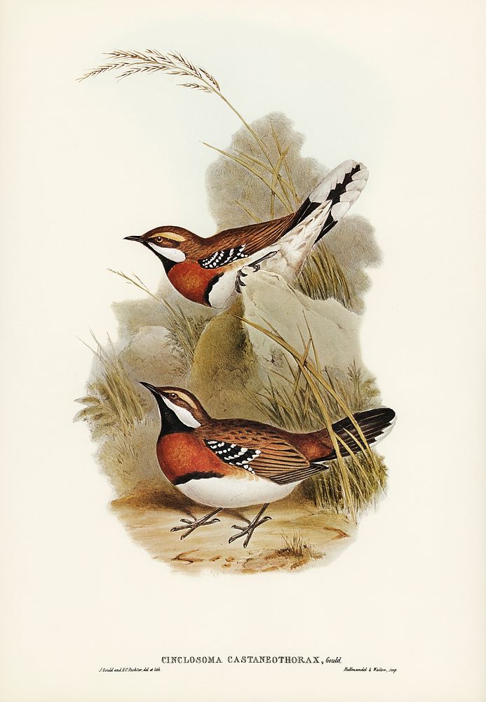 Chestnut-breasted Ground-Thrush (Cinclosoma castaneothorax) illustrated by Elizabeth Gould (1804&ndash;1841) for John…