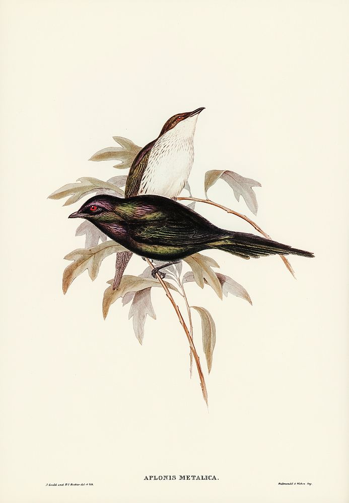 Shining starling (Aplonis metallica) illustrated by Elizabeth Gould (1804&ndash;1841) for John Gould&rsquo;s (1804-1881)…