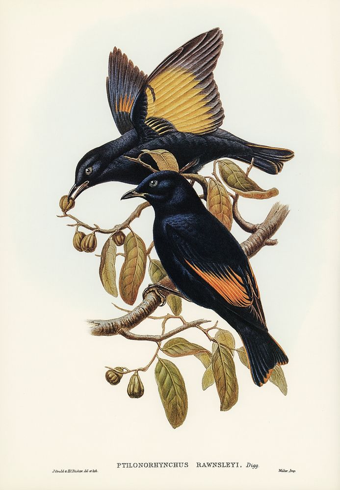 Rawnsley's Bower-bird (Ptilonorhynchus Rawnsleyi) illustrated by Elizabeth Gould (1804&ndash;1841) for John Gould&rsquo;s…