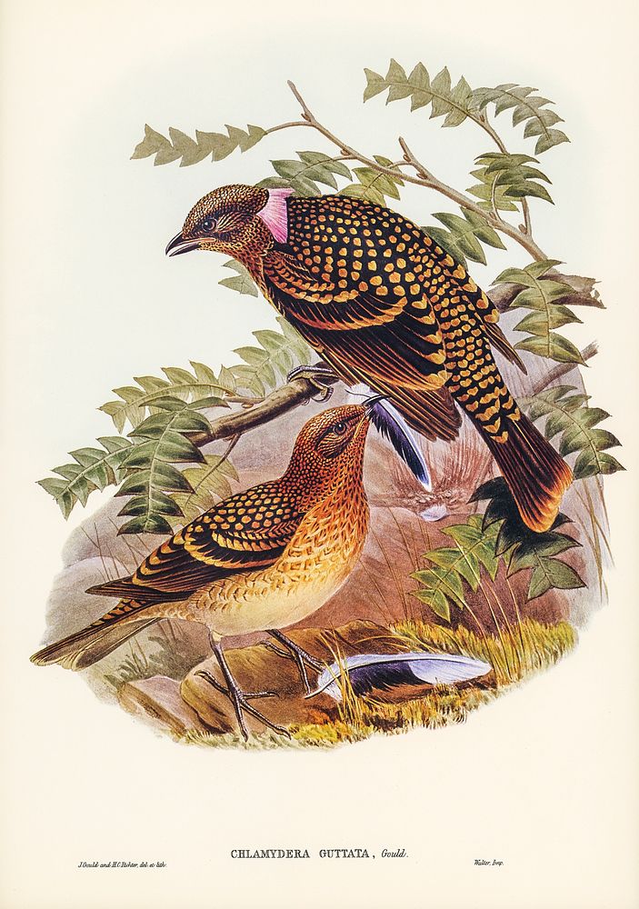 Guttated Bower-bird (Chlamydera guttata) illustrated by Elizabeth Gould (1804&ndash;1841) for John Gould&rsquo;s (1804-1881)…