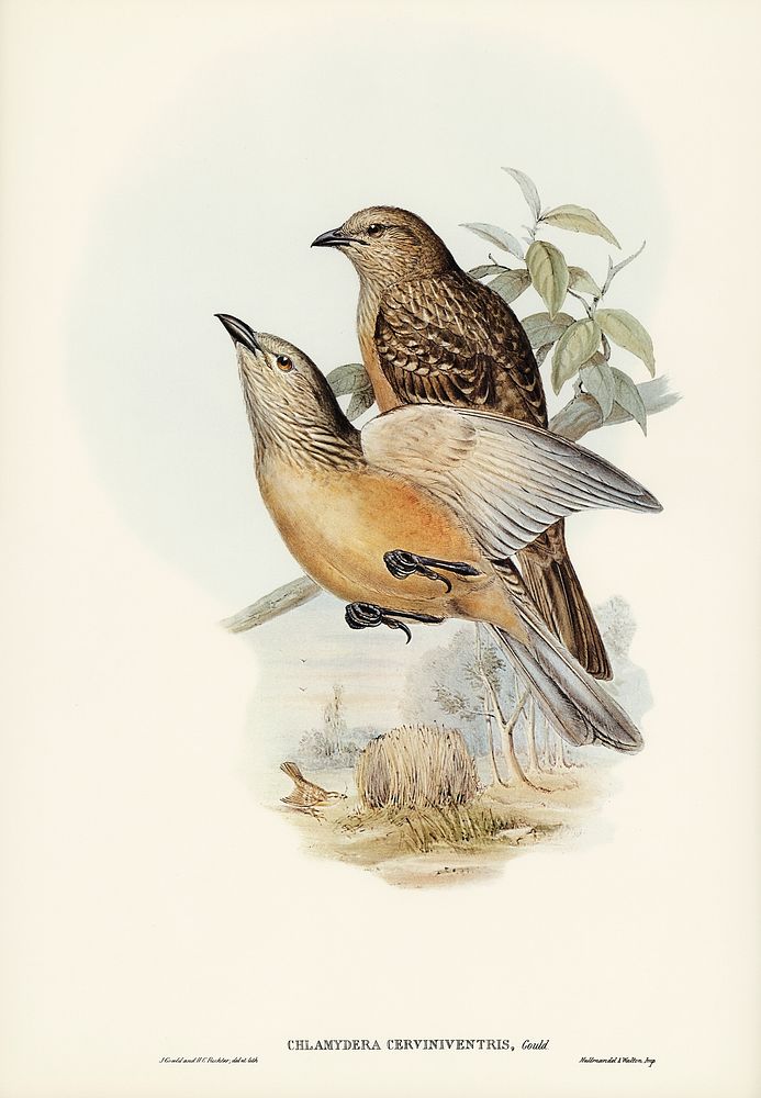 Fawn-breasted Bower-bird (Chlamydera cerviniventris) illustrated by Elizabeth Gould (1804&ndash;1841) for John Gould&rsquo;s…