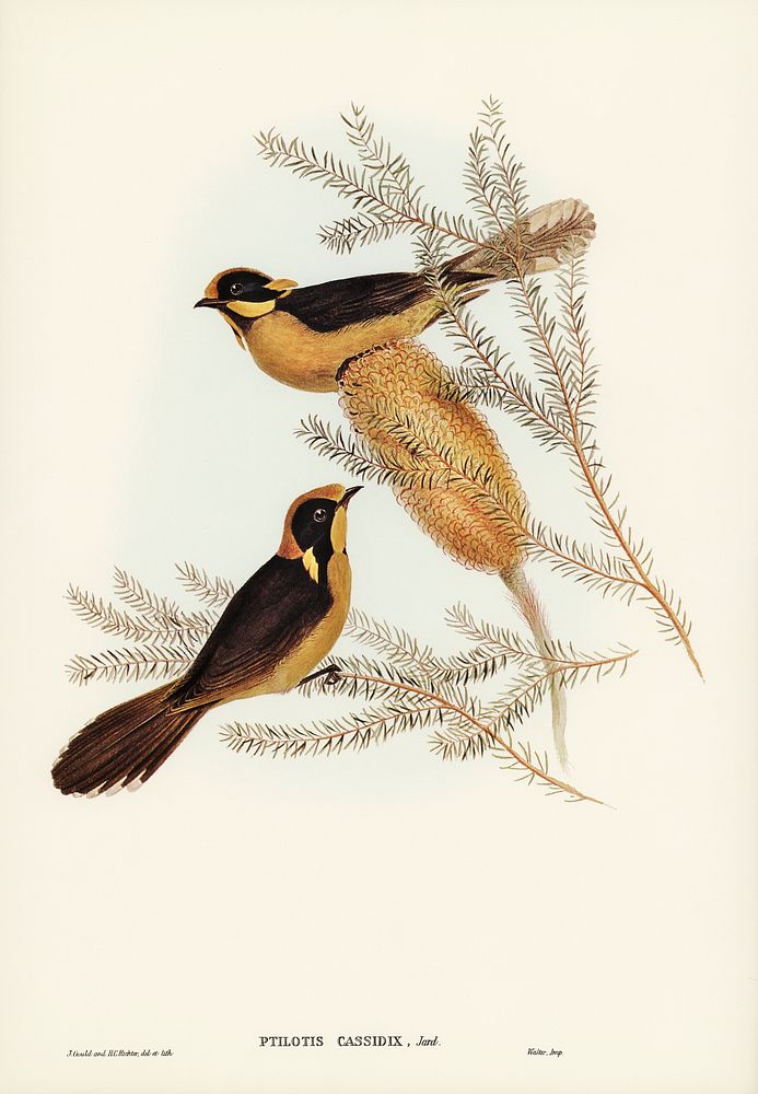 Helmeted Honey-eater (Ptilotis cassidix) illustrated by Elizabeth Gould (1804&ndash;1841) for John Gould&rsquo;s (1804-1881)…