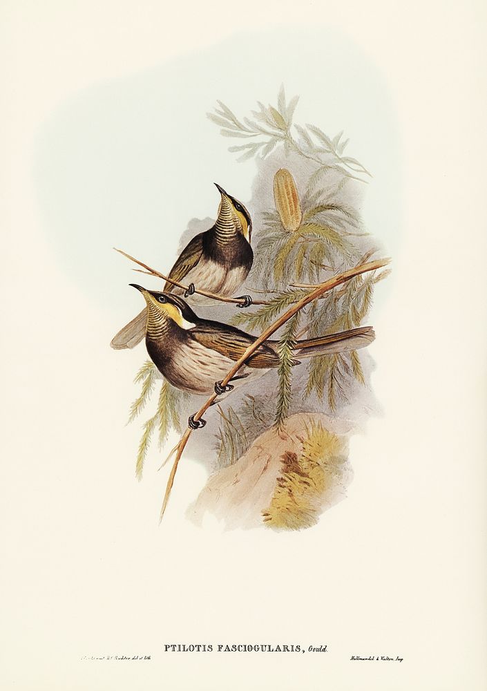 Fasciated Honey-eater (Ptilotis fasciogularis) illustrated by Elizabeth Gould (1804&ndash;1841) for John Gould&rsquo;s (1804…