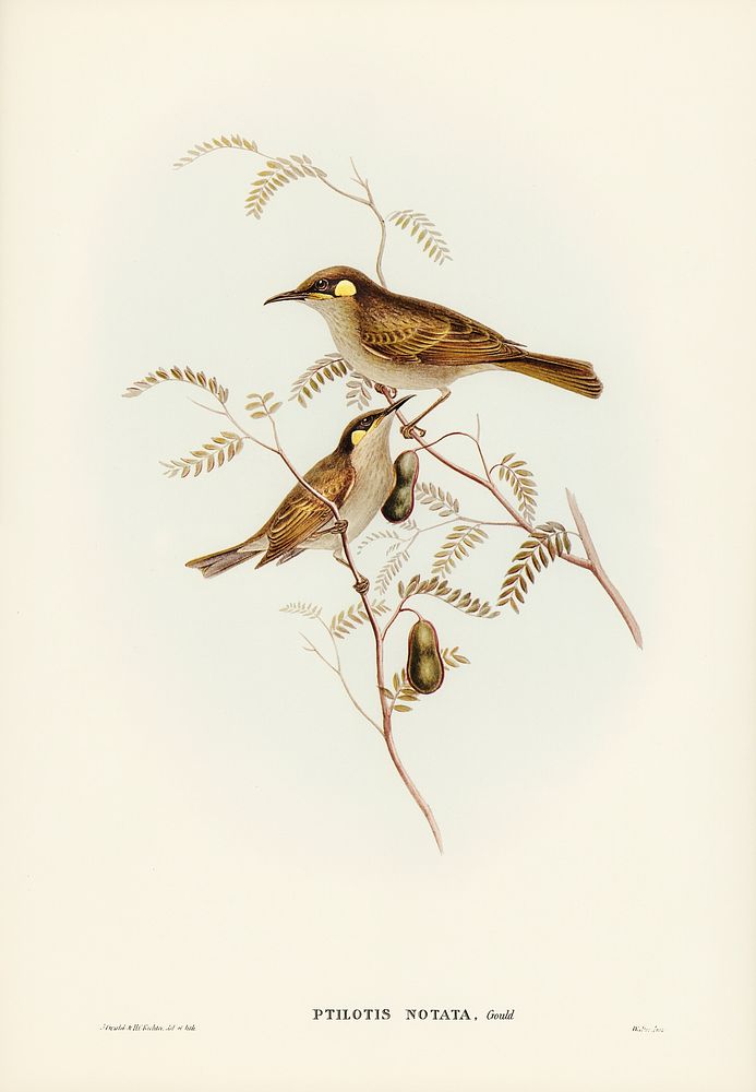Yellow-spotted Honey-eater (Ptilotis notata) illustrated by Elizabeth Gould (1804&ndash;1841) for John Gould&rsquo;s (1804…