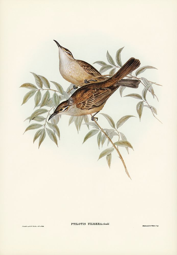 Streaked Honey-eater (Ptilotis filigera) illustrated by Elizabeth Gould (1804&ndash;1841) for John Gould&rsquo;s (1804-1881)…