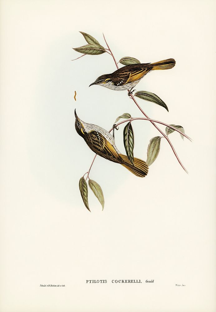 Cockerell's Honey-eater (Ptilotis Cockerelli) illustrated by Elizabeth Gould (1804&ndash;1841) for John Gould&rsquo;s (1804…