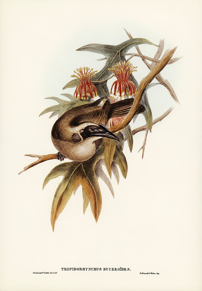 Helmeted Honey-eater (Tropidorhynchus Buceroides) illustrated by Elizabeth Gould (1804&ndash;1841) for John Gould&rsquo;s…