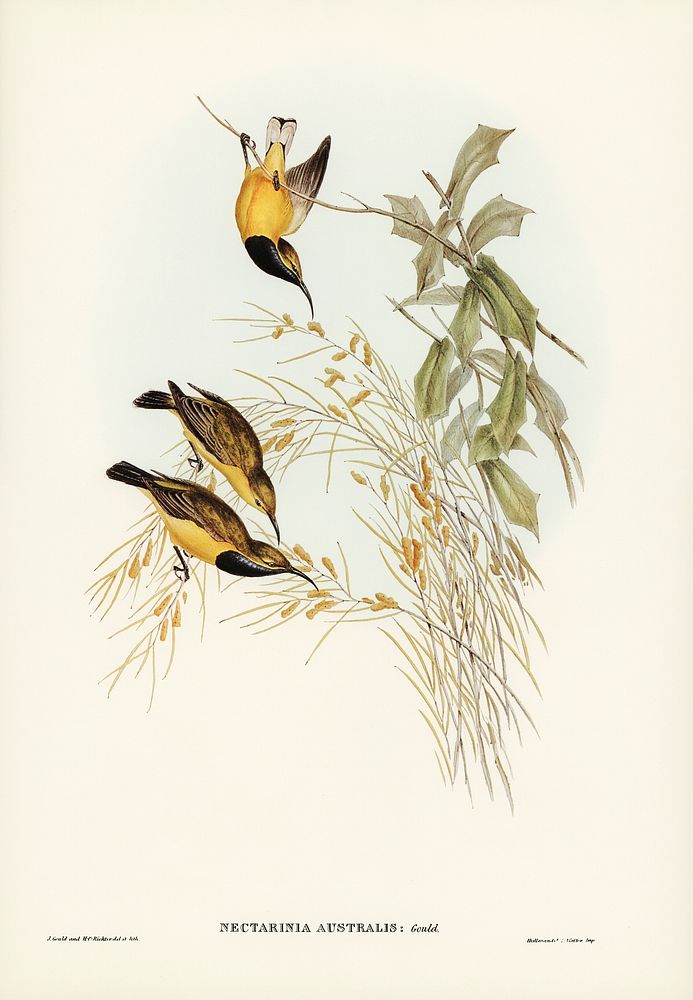 Australian Sun-bird (Nectarinia australis) illustrated by Elizabeth Gould (1804&ndash;1841) for John Gould&rsquo;s (1804…