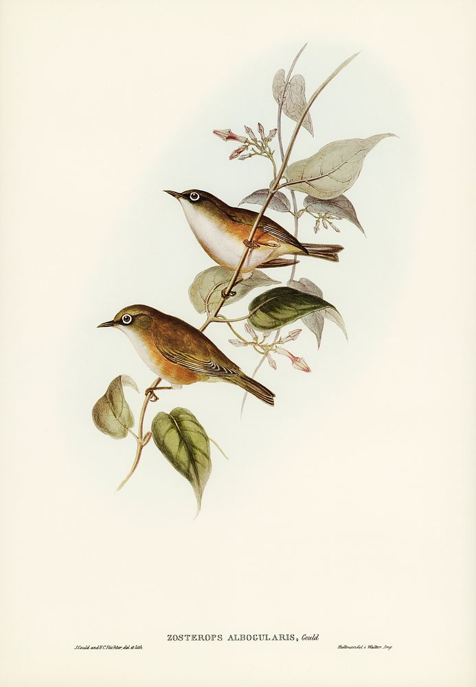 White-breasted Zosterops (Zosterops albogularis) illustrated by Elizabeth Gould (1804&ndash;1841) for John Gould&rsquo;s…