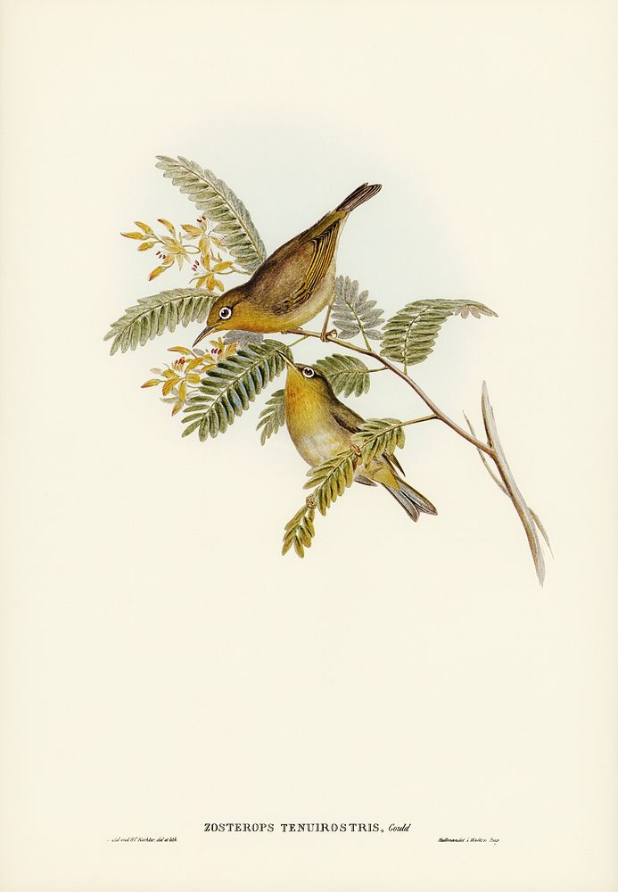 Slender-billed Zosterops (Zosterops tenuirostris) illustrated by Elizabeth Gould (1804&ndash;1841) for John Gould&rsquo;s…