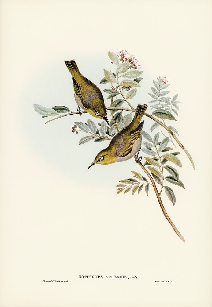 Robust Zosterops (Zosterops strenuus) illustrated by Elizabeth Gould (1804&ndash;1841) for John Gould&rsquo;s (1804-1881)…