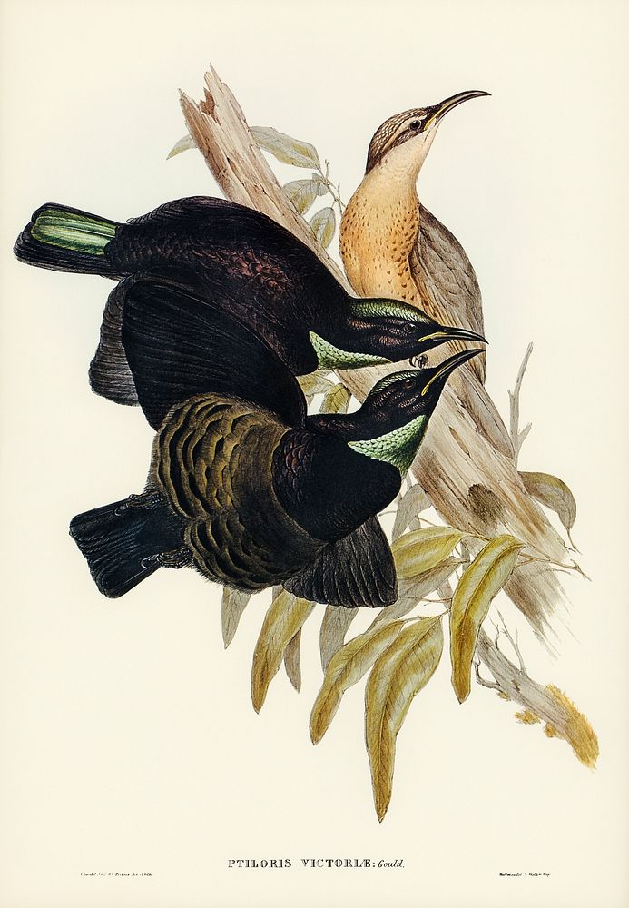 Victoria Rifle-bird (Ptiloris Victoriae) illustrated by Elizabeth Gould (1804&ndash;1841) for John Gould&rsquo;s (1804-1881)…