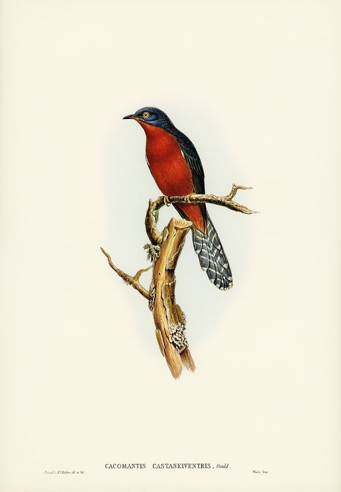 Chestnut-breasted Cuckoo (Cacomantis castaneiventris) illustrated by Elizabeth Gould (1804&ndash;1841) for John…