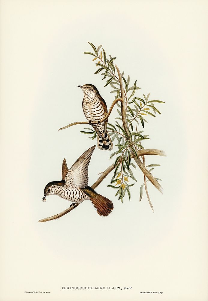 Little Cuckoo (Chrysococcyx minutillus) illustrated by Elizabeth Gould (1804&ndash;1841) for John Gould&rsquo;s (1804-1881)…