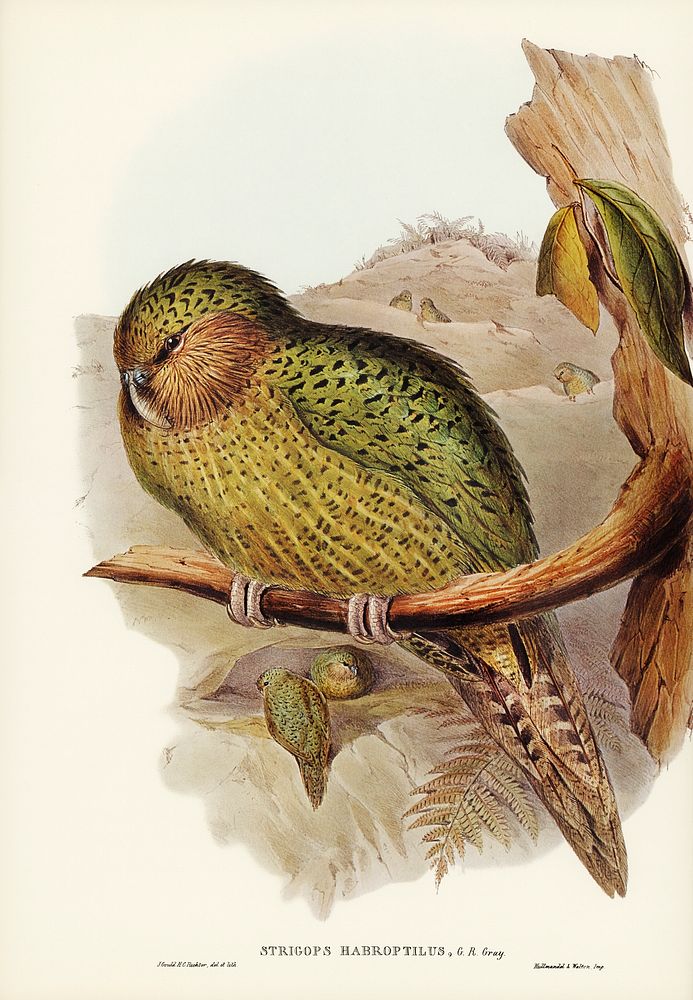 Kakapo (Strigops habroptius) illustrated by Elizabeth Gould (1804&ndash;1841) for John Gould&rsquo;s (1804-1881) Birds of…