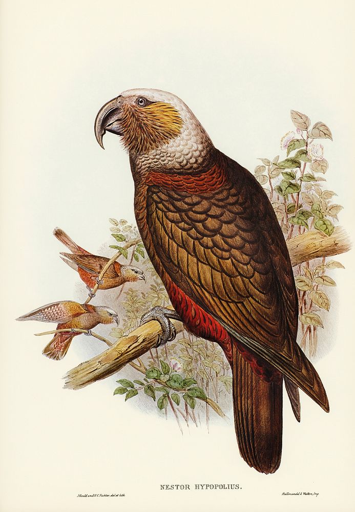 Ka-ka Parrot (Nestor hypopolius) illustrated by Elizabeth Gould (1804&ndash;1841) for John Gould&rsquo;s (1804-1881) Birds…