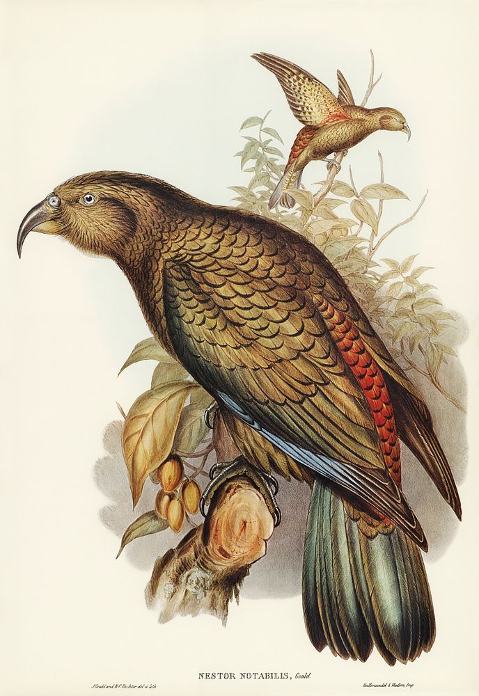 Kea Parrot (Nestor notabilis) illustrated by Elizabeth Gould (1804&ndash;1841) for John Gould&rsquo;s (1804-1881) Birds of…