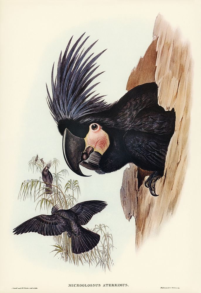 Great Palm-Cuckatoo (Microglossus aterrimus) illustrated by Elizabeth Gould (1804&ndash;1841) for John Gould&rsquo;s (1804…
