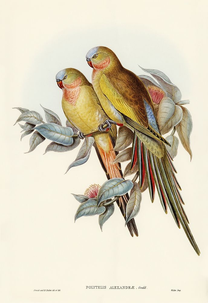 The Princess of Wales's Parakeet (Polytelis Alexandrae) illustrated by Elizabeth Gould (1804&ndash;1841) for John…