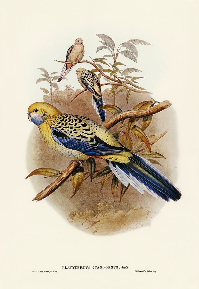 Blue-cheeked Parakeet (Platycercus cyanogenys) illustrated by Elizabeth Gould (1804&ndash;1841) for John Gould&rsquo;s (1804…
