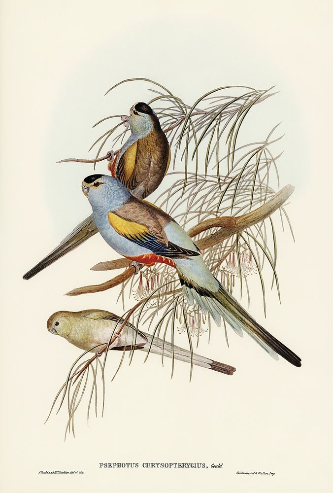 Golden-backed Parakeet (Psephotus chrysopterygius) illustrated by Elizabeth Gould (1804&ndash;1841) for John Gould&rsquo;s…