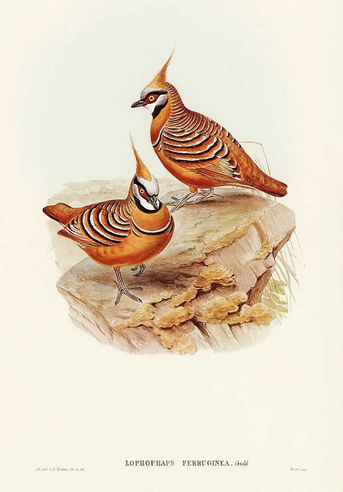 Rust-coloured Bronzewing (Lophophaps ferruginea) illustrated by Elizabeth Gould (1804&ndash;1841) for John Gould&rsquo;s…