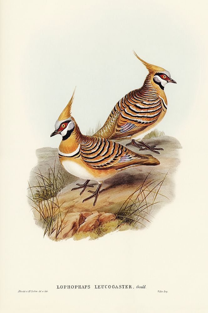 White-bellied Bronzewing (Lophophaps leucogaster) illustrated by Elizabeth Gould (1804&ndash;1841) for John Gould&rsquo;s…
