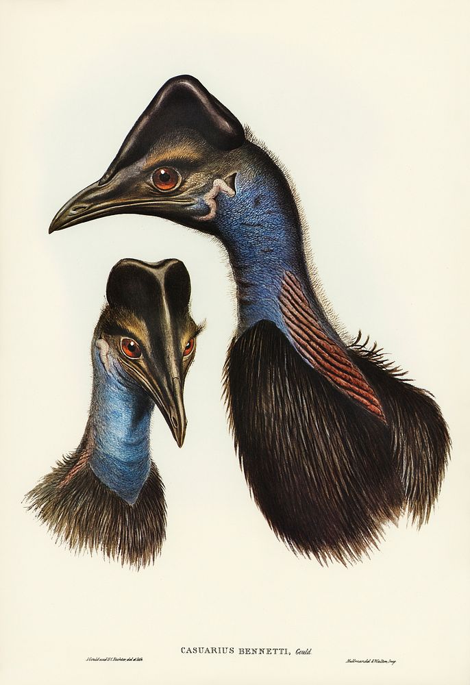 Bennett's Cassowary (Casuarius Bennetti) illustrated by Elizabeth Gould (1804&ndash;1841) for John Gould&rsquo;s (1804-1881)…