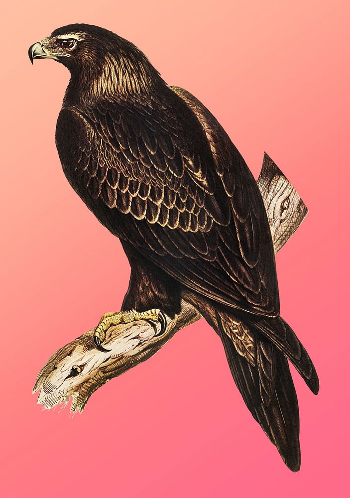 Vintage Illustration of Wedge-tailed Eagle.