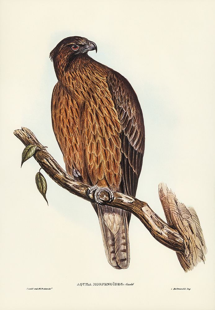 Little Australian Eagle (Aquila Morphnoides) illustrated by Elizabeth Gould (1804&ndash;1841) for John Gould&rsquo;s (1804…