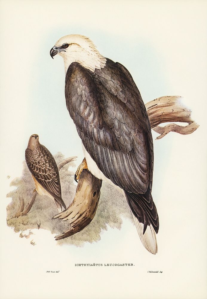 White-bellied Sea Eagle (Ichthyiaetus leucosternus) illustrated by Elizabeth Gould (1804&ndash;1841) for John Gould&rsquo;s…