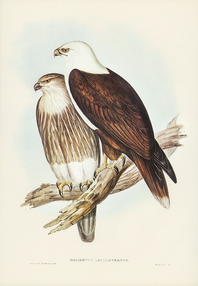 White-breasted Sea Eagle (Haliaster leucosternus) illustrated by Elizabeth Gould (1804&ndash;1841) for John Gould&rsquo;s…