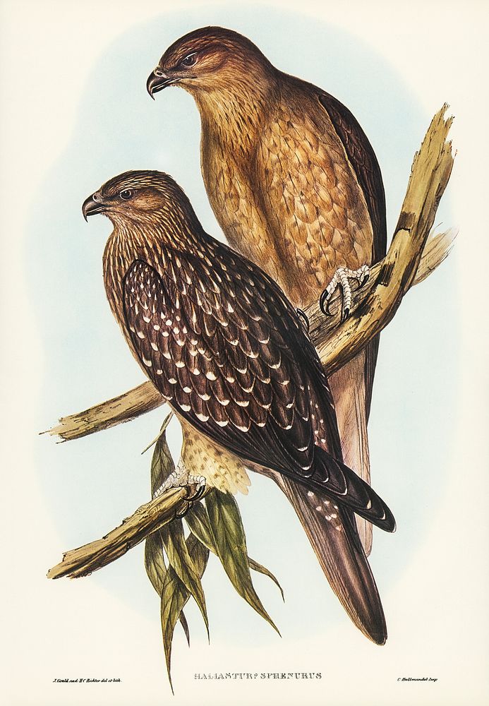 illustrated by Elizabeth Gould (1804&ndash;1841) for John Gould&rsquo;s (1804-1881) Birds of Australia (1972 Edition, 8…