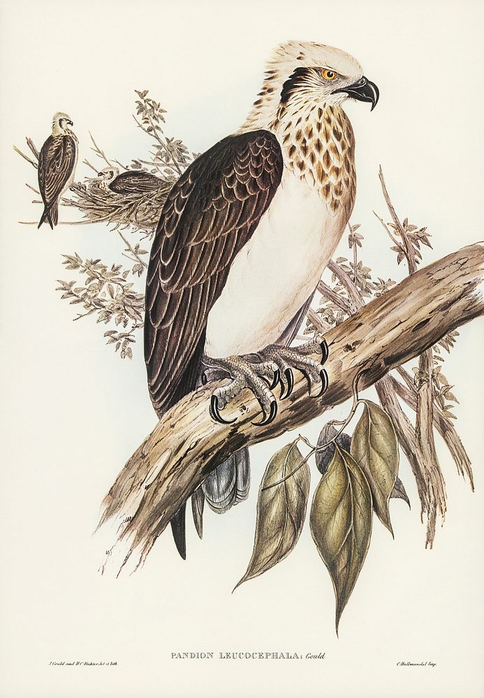 White-headed Osprey (Pandion leucocephalus) illustrated by Elizabeth Gould (1804&ndash;1841) for John Gould&rsquo;s (1804…