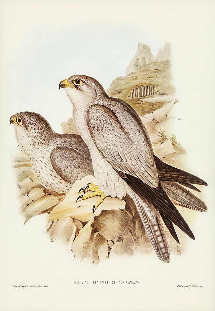 Gray falcon (Falco Hypoleucus) illustrated by Elizabeth Gould (1804&ndash;1841) for John Gould&rsquo;s (1804-1881) Birds of…